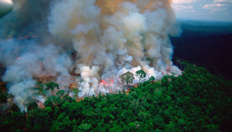 The lungs of the Earth Amazon Forest is in flames