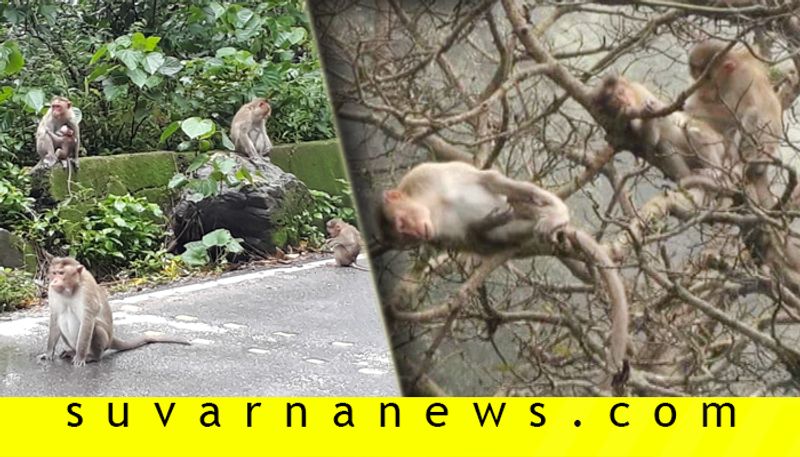 karnataka Floods Chikmagalur Charmadi Road Closed Monkey Are Struggling For food