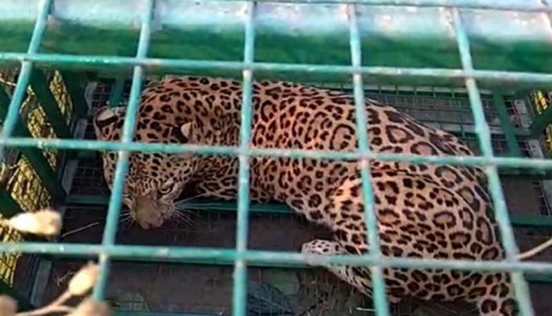 two Cheetah trapped in Tumakuru