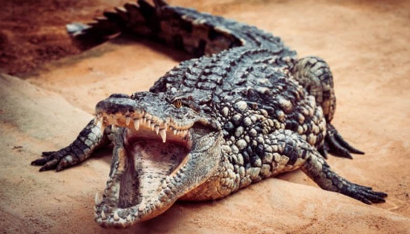 Crocodile Came to Field in Gangavati