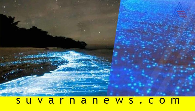 what causes the blue glow on chennai beaches by  sumangala mummigatti