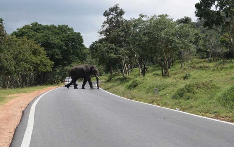 Bandipur Night Traffic Ban Continue Says CM BS Yediyurappa