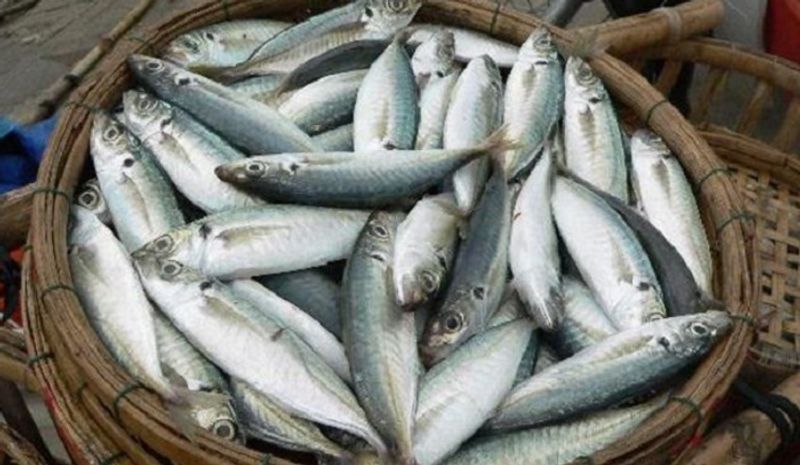 due to cyclone effect fish rate increases