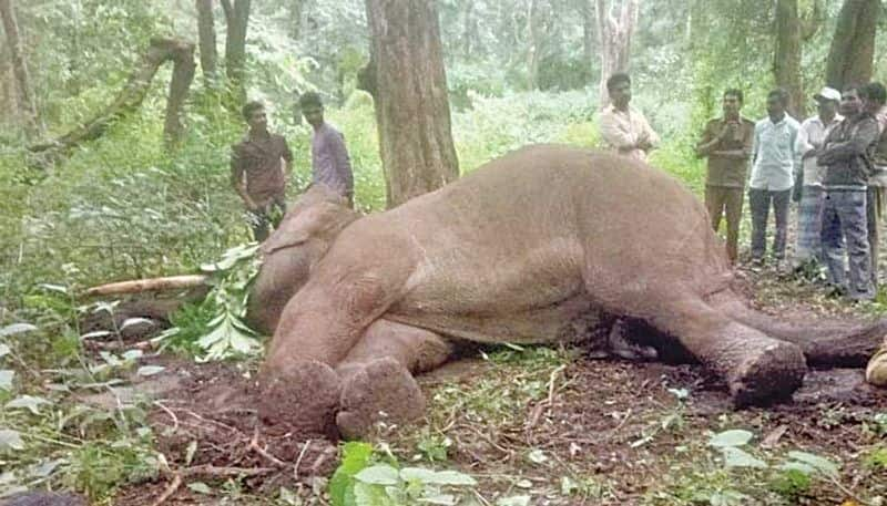 4 Elephant Dies At sakrebailu in one Year