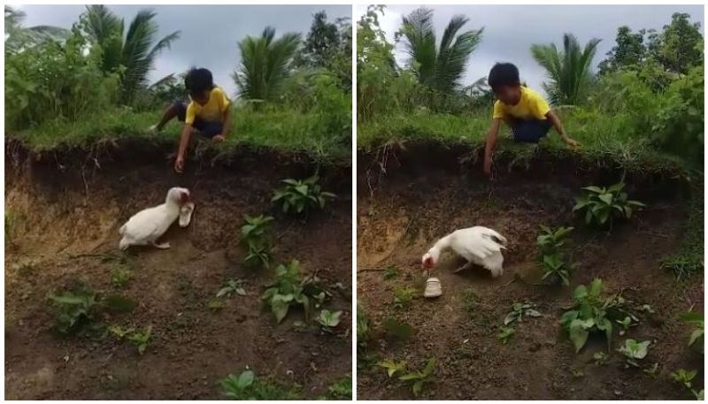 duck helping boy to retrieve his slippers; viral video