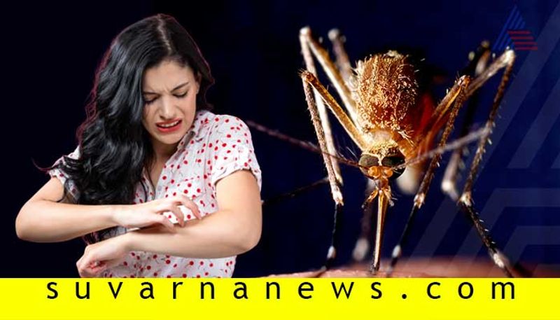 The four types of Dengue if is important you to know