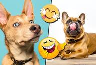 International Dog Day: Canines caught in reaction by hoomans