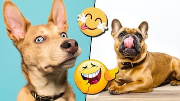 International Dog Day: Canines caught in reaction by hoomans