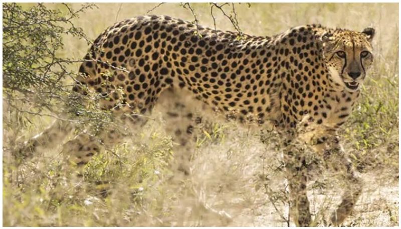 Cheetah kills woman in hebbur