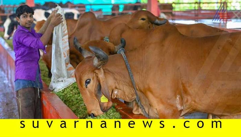 Livestock Fair Held During Siddeshwara Fair in Vijayapura