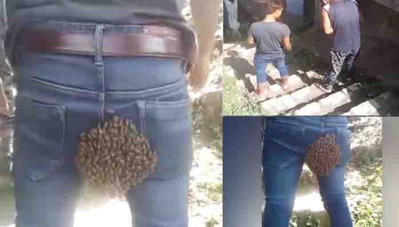 bees make colony on back side of youth's jeans in nagaland