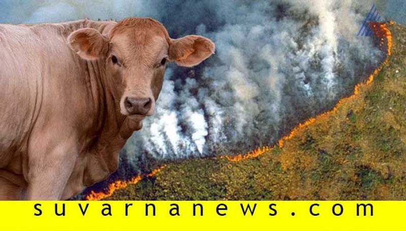 Reasons for Amazon rain forest fires What happening now and how can save here