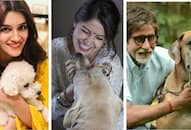 Be it Amitabh or Anushka, these stars love their belly dogs more than they know