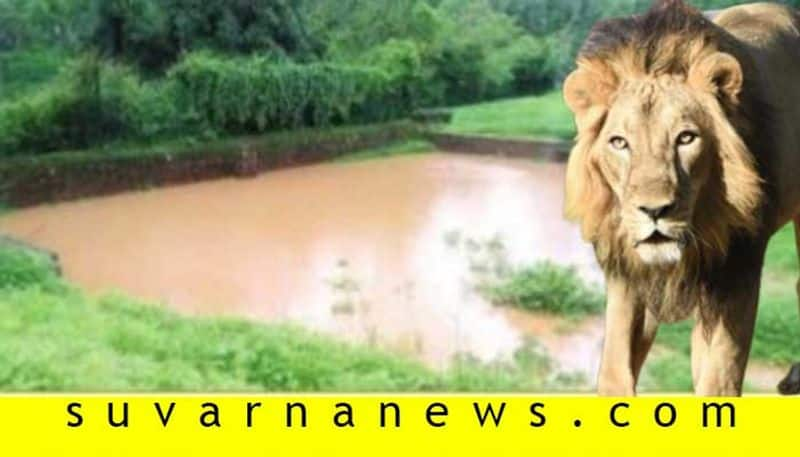 Ponds and lakes swells in Thyavarekoppa Tiger and Lion Safari Shivamogga