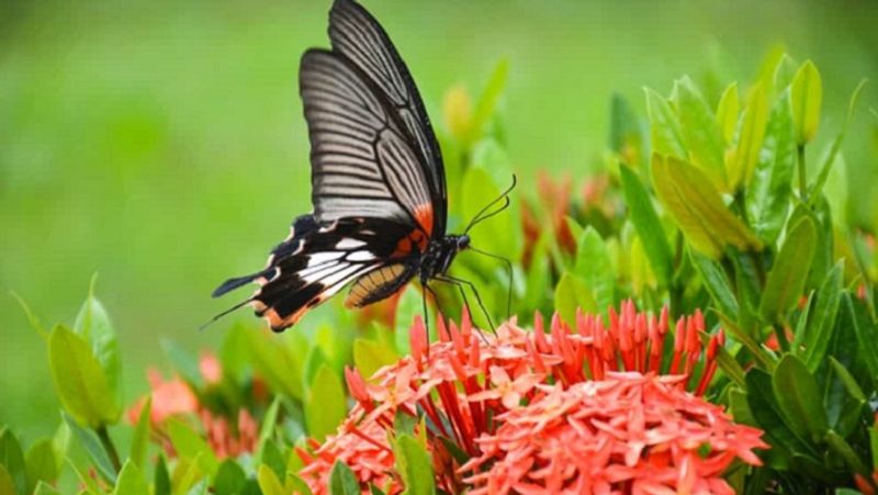 Butterfly walk programme in Udupi