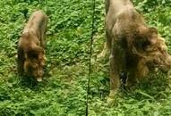 Viral Video: Lion eats grass in Gujarat's Gir forest; see what happens next