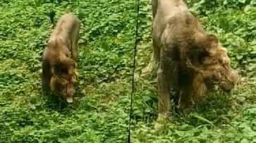 Viral Video: Lion eats grass in Gujarat's Gir forest; see what happens next