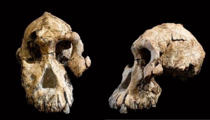 3.8 million year old skull is an iconic specimen in human evolution