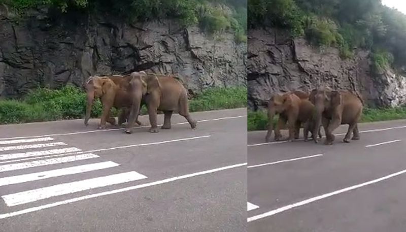 elephants at Nelliampathi video viral