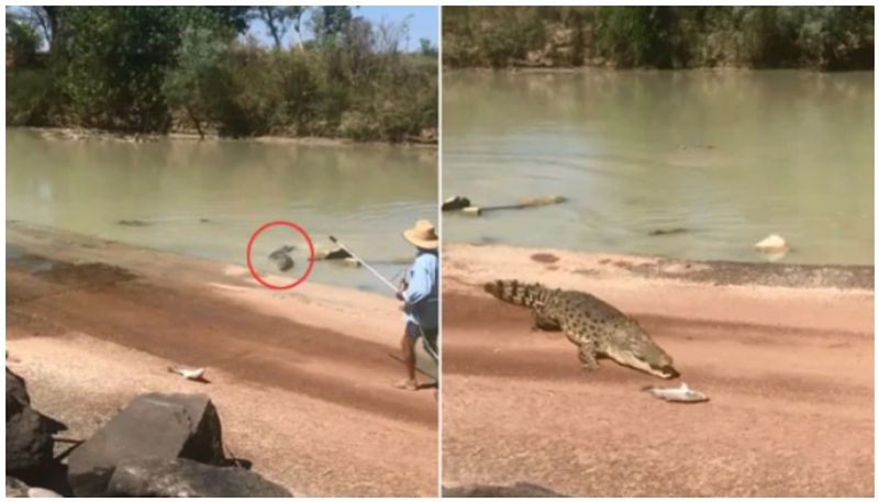 hungry crocodile Snatches Fish From Angler's Line