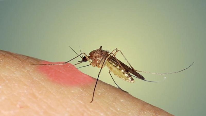 Dengue can cause not only during monsoon but throughout year