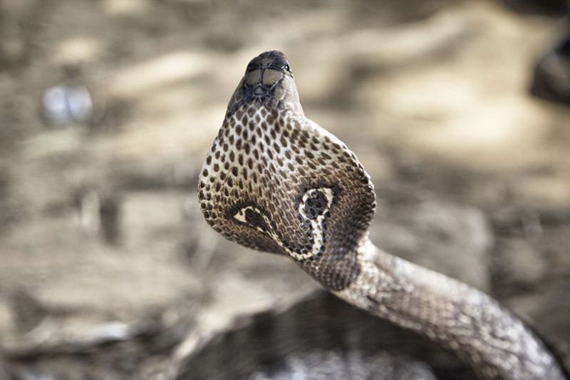 Cobra injured in Uttar pradesh sent in special ambulance to delhi for treatment etj