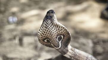 Nag followed for three years and then took revenge for the death of the serpent from the farmer