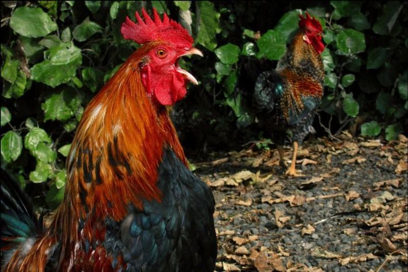 Elderly woman dies after being pecked by aggressive rooster highlighting the dangers of varicose veins