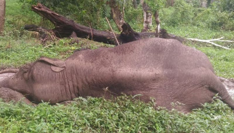 publics Condemned For Negligence Of Forest Officers Over Sick Elephant