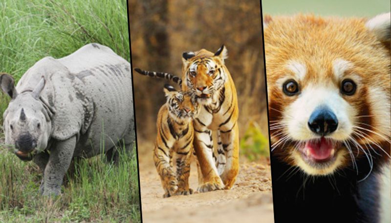 National Wildlife Day: Here are 6 animals on the brink of extinction