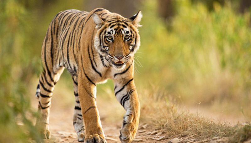 Tiger Attack on Sheeps in Khanapur in Belagavi District