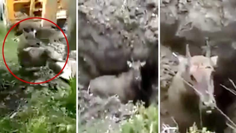 People shocked by such a decision by the government.. shocking video of digging mud and burying a cow alive..