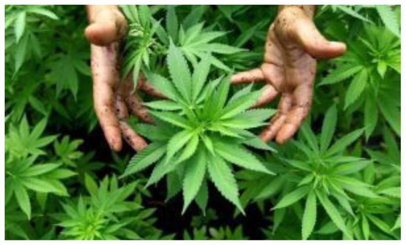 9 students arrested for using ganja in Manipal