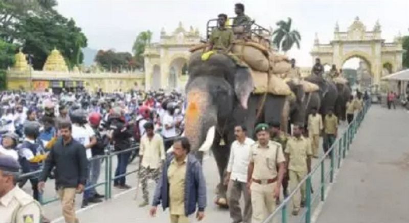 Elephant Arjuna Reaches 60 Years From Next Year Abhimanyu May Take Ambari in Mysore Dasara