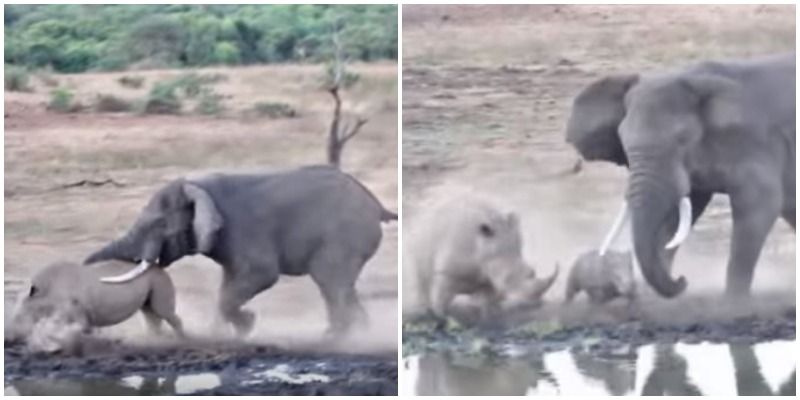 elephant attacking rhino and her baby