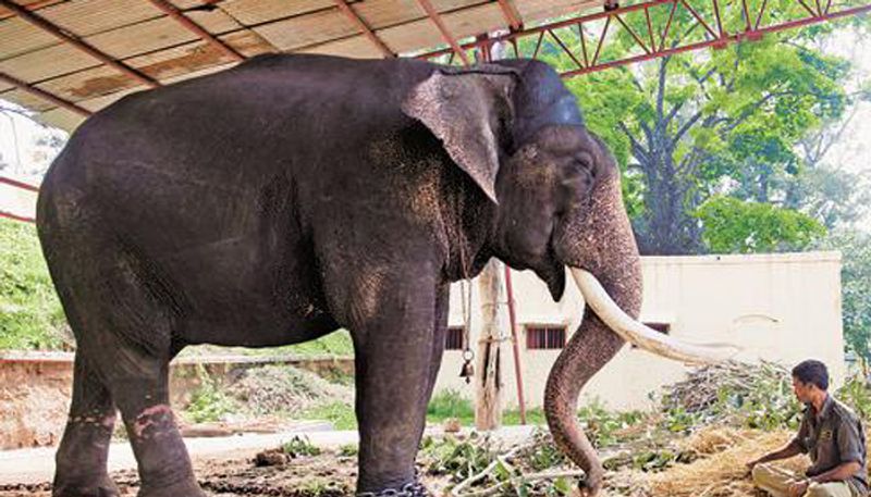 Shoot at Mysuru Dasara elephant balarama accused arrested san