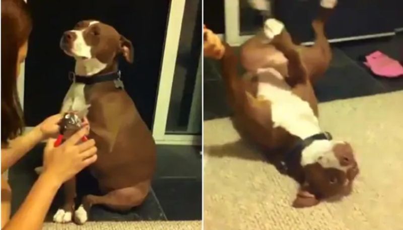 Dramatic Dog 'Faints' To Avoid Nail Trimming