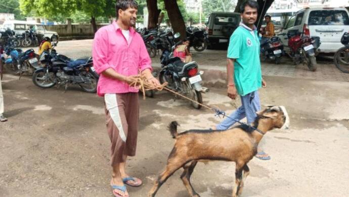 इस बकरे को गुजारनी पड़ी थाने में पूरी रात, आखिर जुर्म ही ऐसा कर दिया था