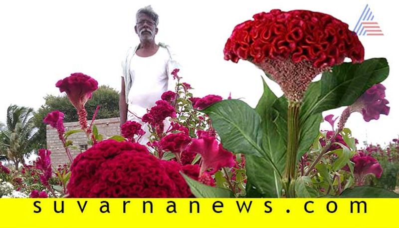 Chitradurga Challakere Farmer get 2000 rupees weekly as revenue from Red Velvet flower