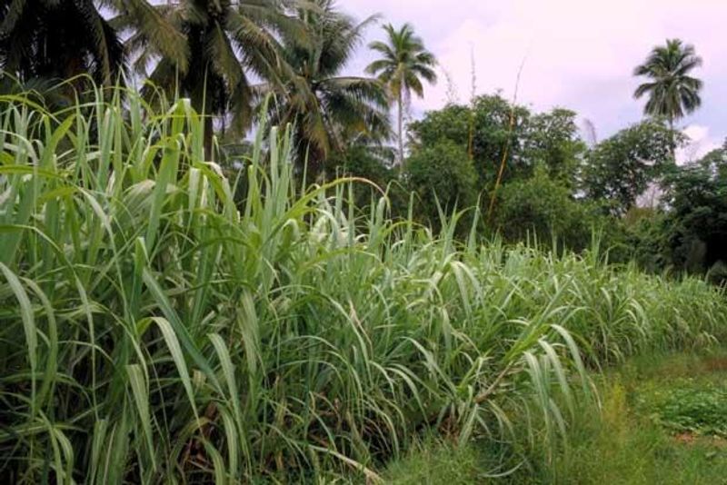 Badagalapura Nagendra Warns Govt On Sugar Cane Price snr