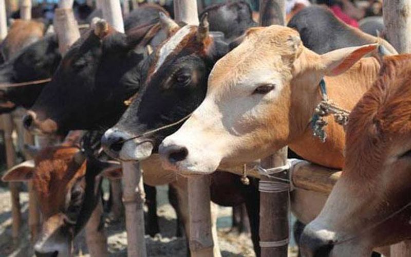 Dont Care To cow-slaughter-act 4 Cases In a June Month at udupi rbj 