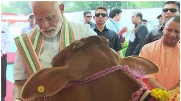 PM Narendra Modi takes a jibe at opposition parties for their 'cow' politics