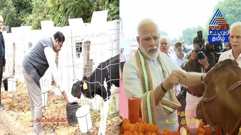 Who is the best .? cow in a little while .. Edappadi .. Modi ..! Video