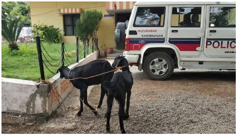 Telangana: 2 goats 'arrested' for grazing on saplings, owner fined