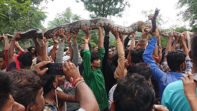 अचानक सामने आया इतना लंबा अजगर कि लोगों को नहीं हुआ यकीन, फिर देखें आगे क्या हुआ...