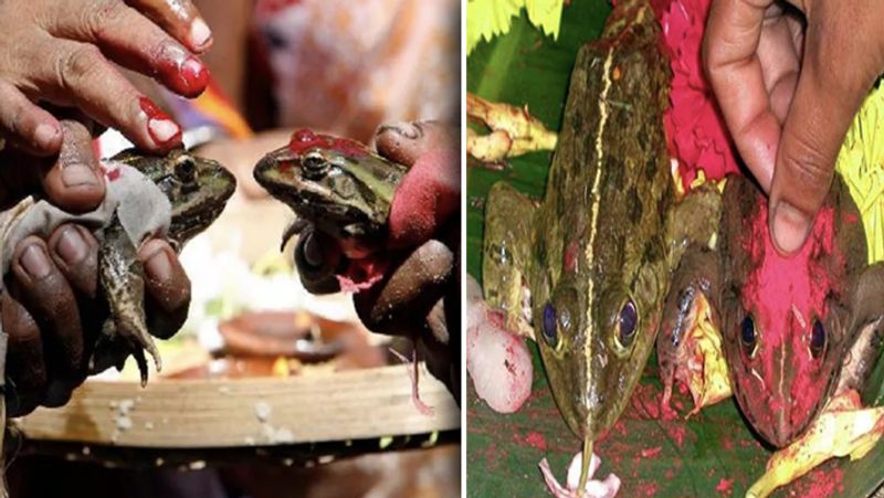 2 months after wedding, frogs divorced to stop rains in Bhopal