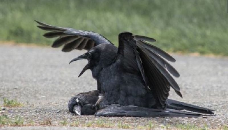 Why Do Crows Copulate with Corpses Explains Kaeli Swift