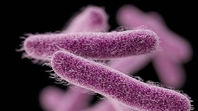 one more shigella case from kozhikode