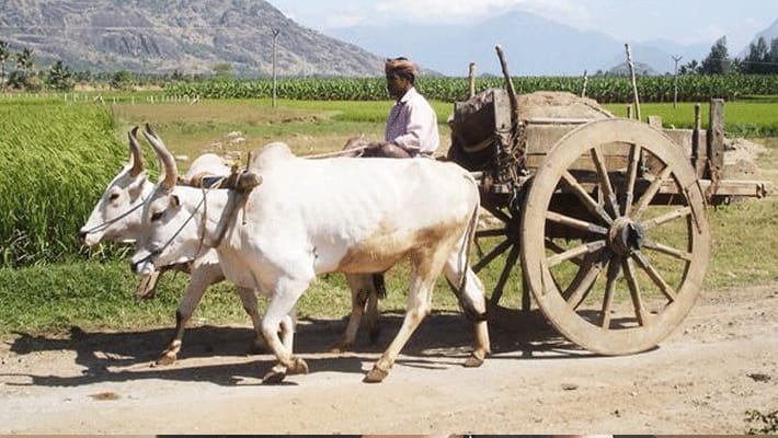 Bullock cart owner fine  under the new Motor Vehicles Act