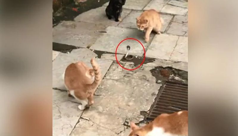 shocking video of cats fights cobra